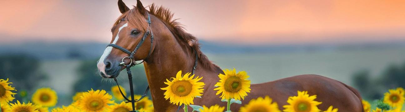 Disha Deepak Hazare 94353